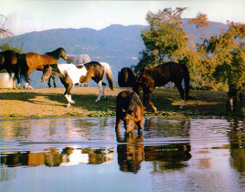 Maisies Peak - horse rental San Francisco Bay Area